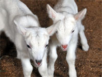 Sandburg Goats